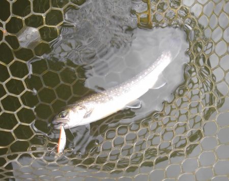 大安トラウトレイク 釣果